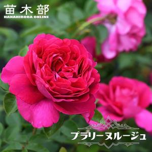 四季咲き強香バラ苗 アカデミア 2年生大苗 6号ポット 爆買いweek