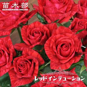 つるバラ 群舞 6号ポット苗 : 苗木部 花ひろばオンライン - 通販