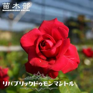 四季咲き半つるバラ アミ ロマンティカ 2年生大苗 爆買いweek : 苗木部
