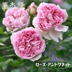 四季咲き強香バラ苗 ピンクパラダイス 2年生大苗 6号ポット 予約販売12