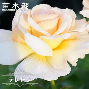 四季咲きバラ苗 ストロベリーアイス バラ苗 2年生大苗 爆買いweek