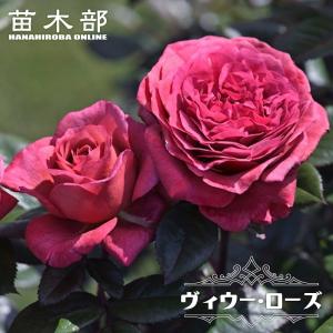 四季咲き強香バラ苗 セプタードアイル 6号ポット 大苗 強健 登録品種