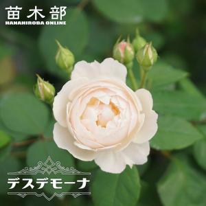 四季咲き強香バラ苗 セプタードアイル 6号ポット 大苗 強健 登録品種