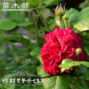 クリスマスローズ開花株 SDプリマヴェーラピンクゴールド 504 現品限り