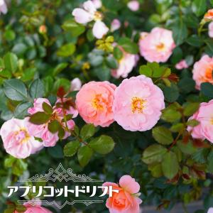 四季咲き修景バラ ドリフトローズ アプリコットドリフト 4号ポット苗｜hanahirobaonline