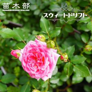 四季咲き修景バラ ドリフトローズ ピーチドリフト 4号ポット苗 : 苗木