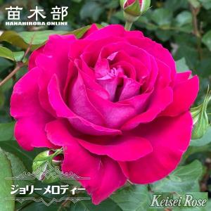 アイスバーグ ばら苗　バラ苗 バラ苗【中苗】バーガンディーアイスバーグ 国産苗 6号鉢植え品《J