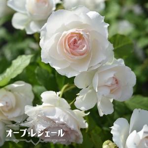 四季咲き半つるバラ オーブレジェール 2年生大苗 登録品種・品種登録｜hanahirobaonline