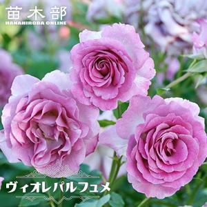 希望（バラ苗：四季咲き大輪系） 大苗 : 大神ファームYahoo!店 - 通販