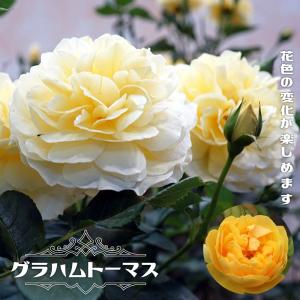 四季咲き強香つるバラ グラハムトーマス 6号ポット ２年生大苗｜hanahirobaonline