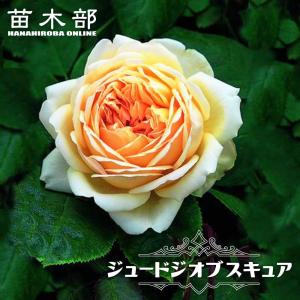 四季咲き強香つるバラ ジュードジオブスキュア 3年生長尺1.1m苗 登録