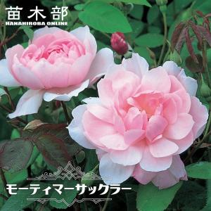 メアリー・ディレイニー(Ausorts)（バラ苗：イングリッシュローズ