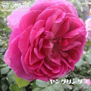 バラの苗 ロサ・オリエンティス リリエンタール大苗6号角鉢植え(バラ
