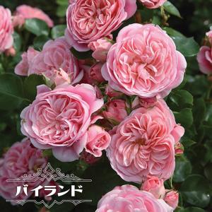 ディジリー（バラ苗：四季咲き大輪系）大苗予約 《農林水産省 品種登録