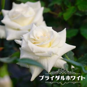 四季咲きバラ苗 ブライダルホワイト 2年生大苗｜hanahirobaonline