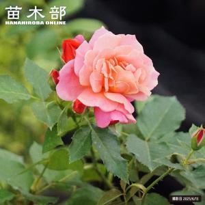 チャールストン（バラ苗：四季咲き中輪房咲き系） 大苗予約 : 大神