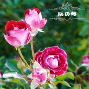 四季咲きバラ苗 岳の夢 2年生大苗 予約販売12月〜翌年1月頃入荷予定｜苗木部 花ひろばオンライン