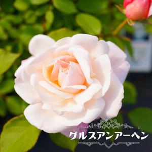 四季咲きバラ苗 グルスアンアーヘン 2年生大苗 : 苗木部 花ひろば
