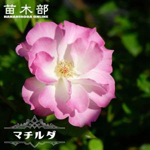 四季咲きバラ苗 ザミルオンザフロス 2年生大苗 6号ポット 登録品種