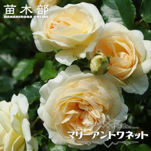 バラ苗 即納 大苗 18cmポット メロウ : Apple Roses - 通販 - Yahoo