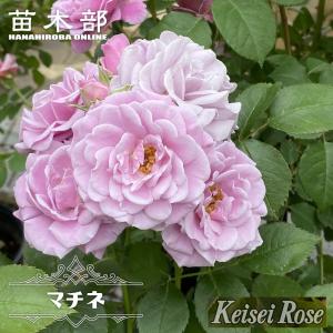 四季咲きバラ苗 プラムパーフェクト2年生大苗 登録品種・品種登録