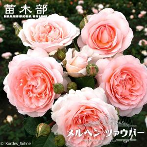 バラ ピンク カップ咲き 品種 花 ガーデニング の商品一覧 通販 Yahoo ショッピング