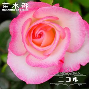 クリスマスローズ 原種 チベタヌス 3年生実生苗（甘粛省）H