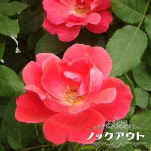 強香つるバラ つるデンティベス 2年生大苗 爆買いweek : 苗木部 花