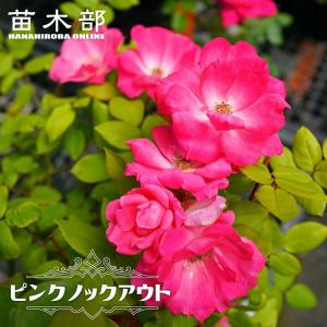 牡丹 花 苗 ボタン 鉢植え 春 連鶴 れんかく 豪華 多弁 八重 半抱え