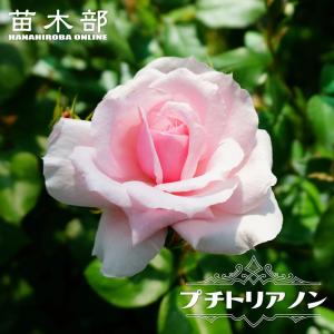 バラ マリーアントワネットの商品一覧 通販 Yahoo ショッピング