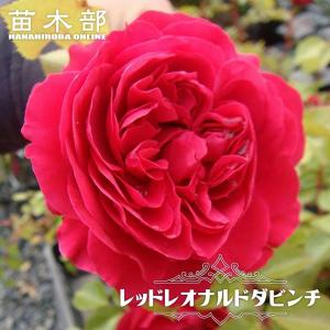 バラ 苗 【レッド レオナルド ダ ビンチ (修景バラ) 中輪 四季咲き】 1
