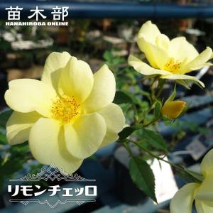 クリスマスローズ開花株 SDプリマヴェーラピンクゴールド 504 現品限り