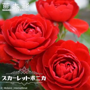 四季咲きバラ苗 スカーレットボニカ 2年生大苗 予約販売12月〜翌年1月頃入荷予定