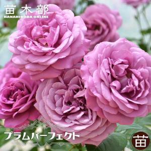 四季咲きバラ苗 シャリマー 2年生大苗 6号ポット 登録品種・品種登録