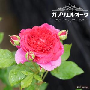 四季咲き強香バラ苗 ガブリエル 2年生大苗 : 苗木部 花ひろば