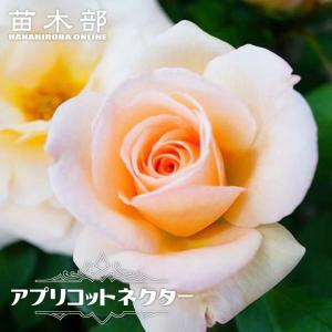 四季咲きバラ苗 アプリコットネクター 2年生大苗...の商品画像