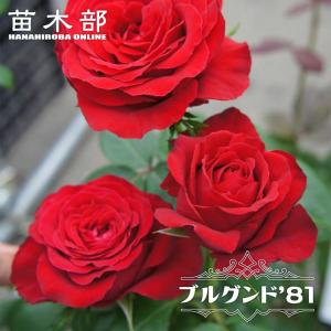 四季咲き強香バラ苗 ハーモニー 2年生大苗 爆買いweek : 苗木部 花