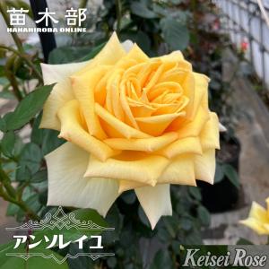 ディズニーランド・ローズ（バラ苗：四季咲き中輪房咲き系） 大苗予約