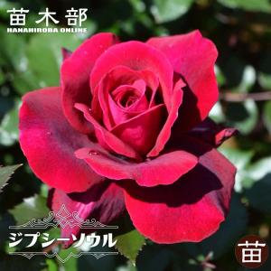 四季咲きバラ苗 ブリリアント ピンク アイスバーグ 2年生大苗 : 苗木部