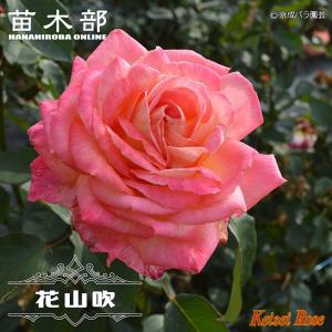 R.H.S.R様ご確認専用！バラ　苗　③ 四季咲　切花　花付き良い　花持ち良い 予約販売 バラ 苗 新苗 確実園 花の道タカラヅカ 四季咲き 薔薇 ばら