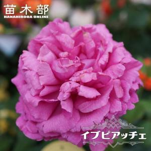 クリスマスローズ苗 開花見込大株 ダブルホワイトブロッチ 杉山交配