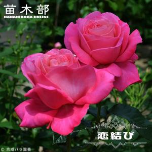 四季咲きバラ苗 スマイルハニーローズ 2年生大苗 品種登録出願準備中