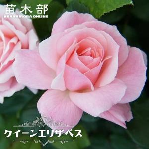 四季咲きバラ苗 クイーンエリザベス 2年生大苗