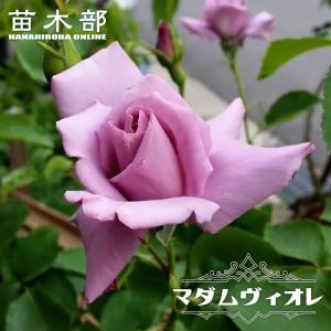 四季咲きバラ苗 ベンウェザースタッフ 2年生大苗 登録品種・品種登録
