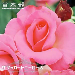 つるバラ マダムアルフレッドキャリエール 1年生新苗 3.5号ポット苗