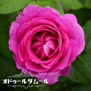濃いピンクのバラ苗の商品一覧 通販 Yahoo ショッピング