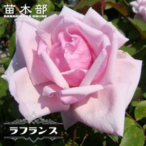 四季咲き強香バラ苗 ハーモニー 2年生大苗 爆買いweek : 苗木部 花