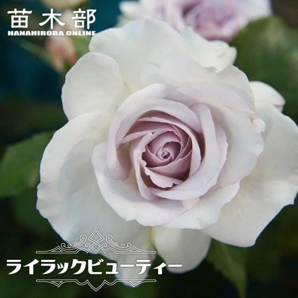 四季咲きバラ苗 ライラックビューティー 2年生大苗爆買いweek