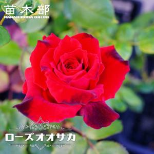 初心者向け四季咲きバラ 花 ガーデニング の商品一覧 通販 Yahoo ショッピング