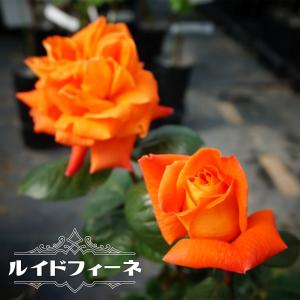 オレンジ色バラ苗の商品一覧 通販 Yahoo ショッピング